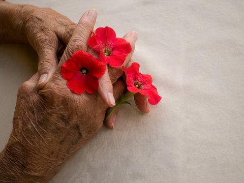 Zwei alte Hände halten eine rote Blume.