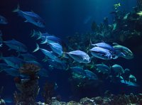 Ich studier mit dir die Welt unter Wasser