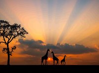 Von Kontinent zu Kontinent